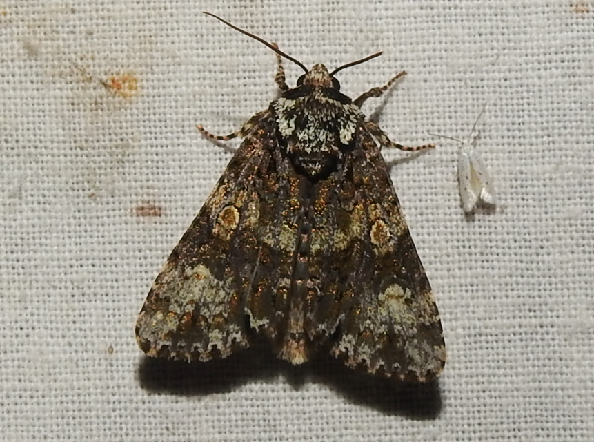 Craniophora ligustri - fagyalbagoly