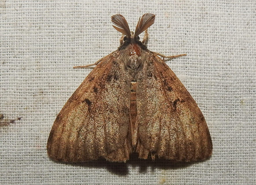 Lymantria dispar - gyapjaslepke