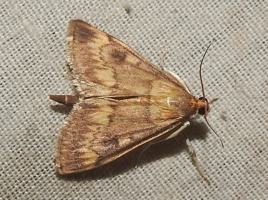 Ostrinia nubilalis - kukoricamoly
