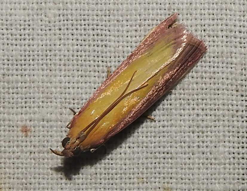 Oncocera semirubella - lucernamoly
