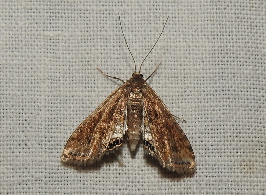 Cataclysta lemnata - békalencsemoly