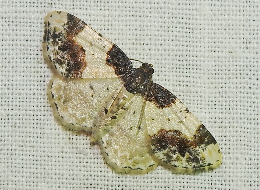 Ligdia adustata - barna levélaraszoló