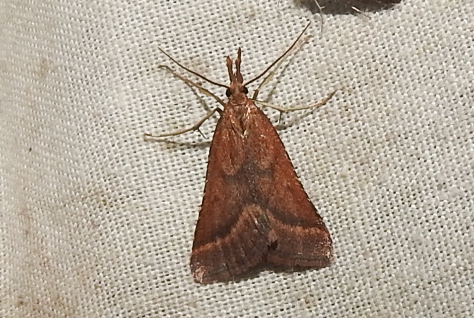 Synaphe punctalis - hosszúlábú fényilonca