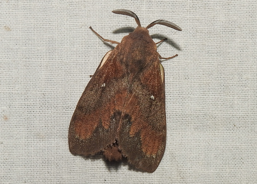 Dendrolimus pini - fenyőpohók
