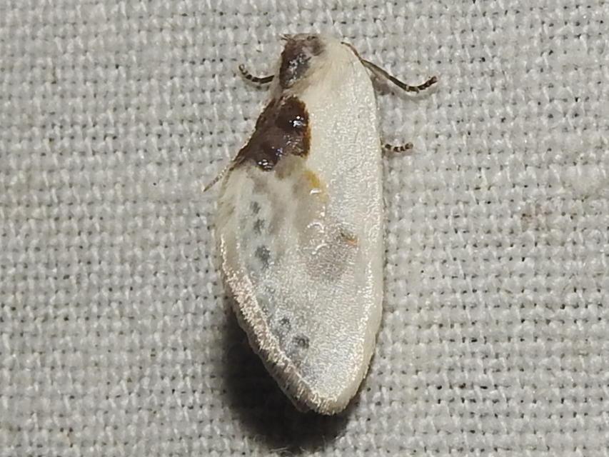 Cilix glaucata - törpe sarlósszövő