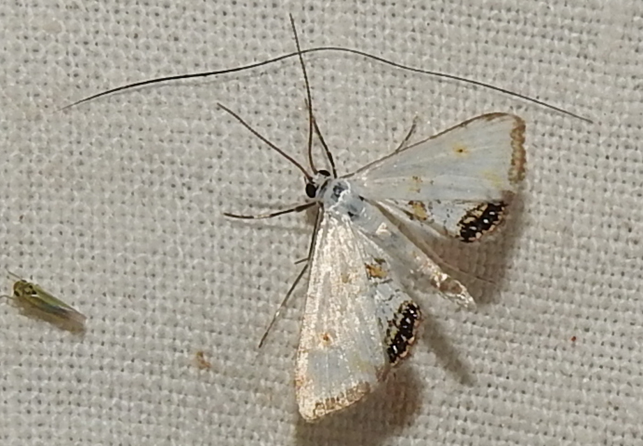 Cataclysta lemnata - békalencsemoly