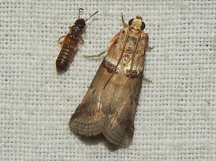 Acrobasis tumidana - bordás karcsúmoly
