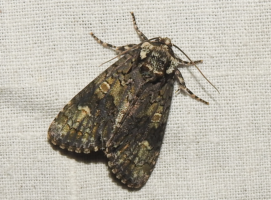 Craniophora ligustri - fagyalbagoly