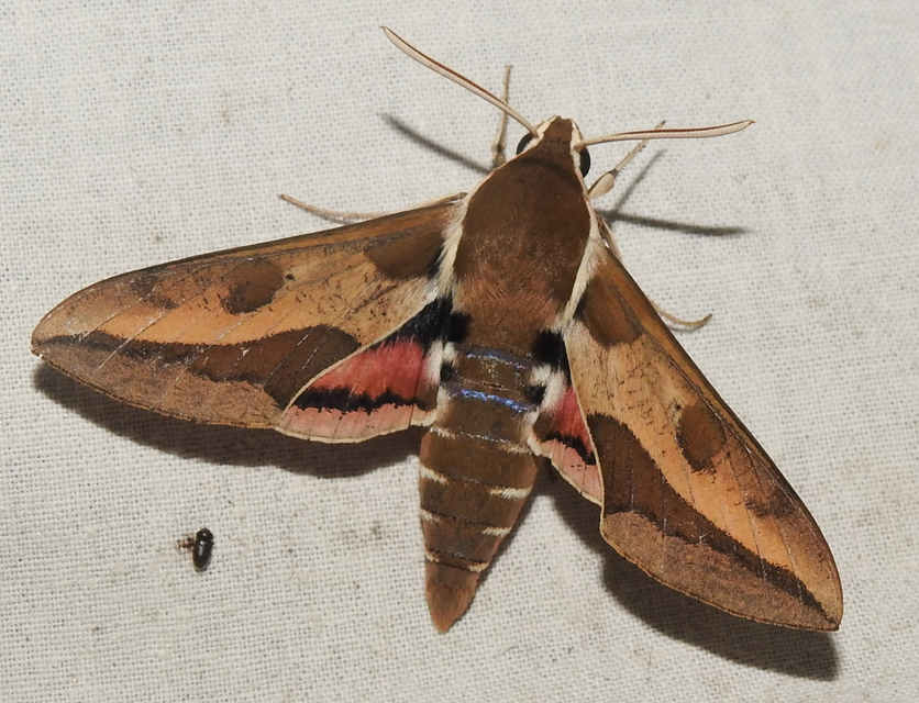 Hyles euphorbiae - kutyatejszender