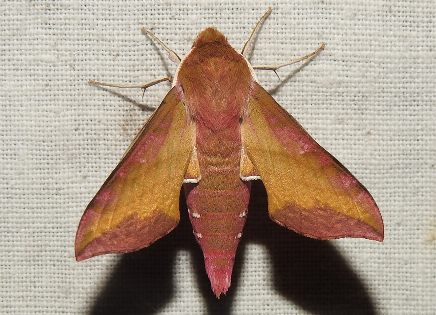 Deilephila porcellus - piros szender