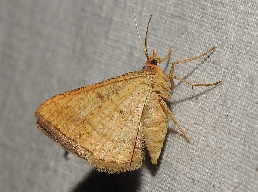 Tephrina arenacearia - lucerna-araszoló