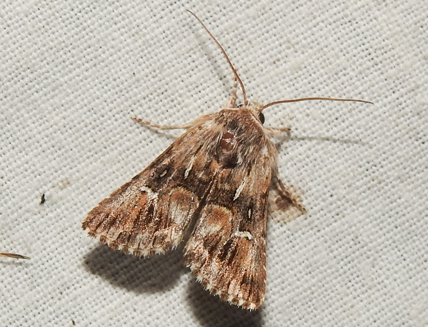 Calophasia lunula - gyújtoványfű-apróbagoly
