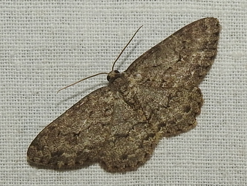 Ectropis crepuscularia - avararaszoló