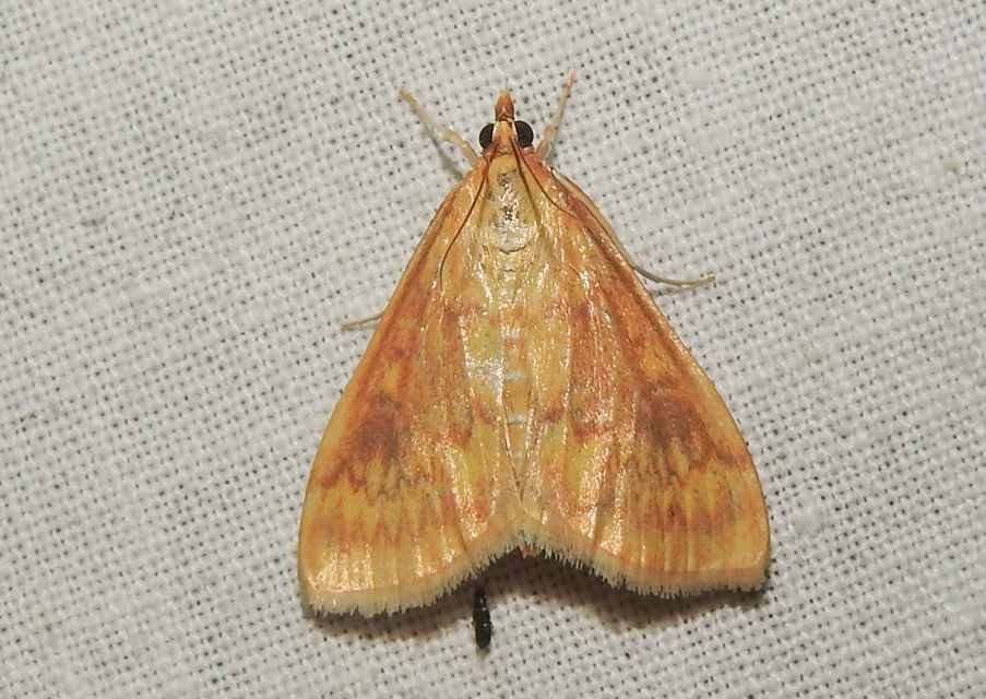 Ostrinia nubilalis - kukoricamoly
