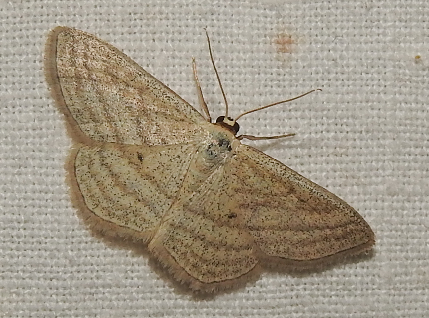 Scopula virgulata - vesszős sávosaraszoló
