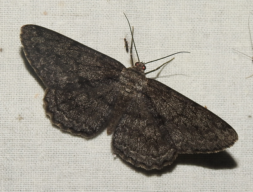 Hypomecis roboraria - nagy tölgyfaaraszoló