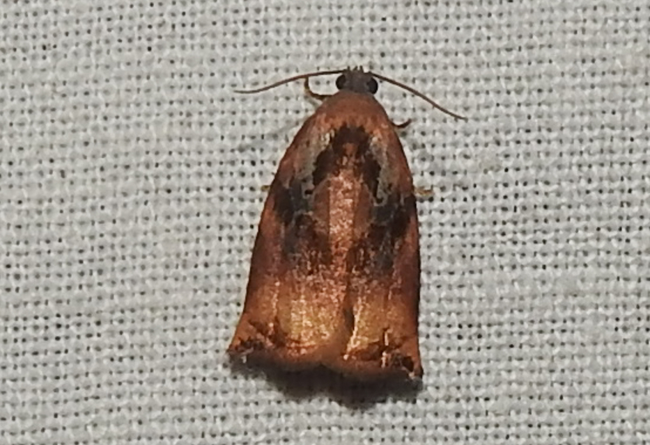 Archips podana - dudvarágó sodrómoly