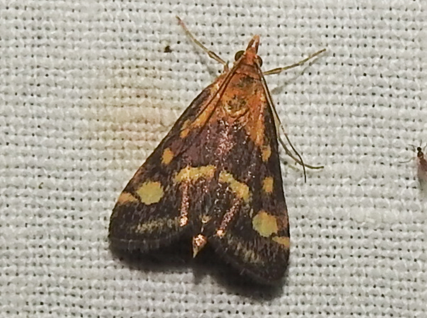 Pyrausta purpuralis - közönséges bíbormoly