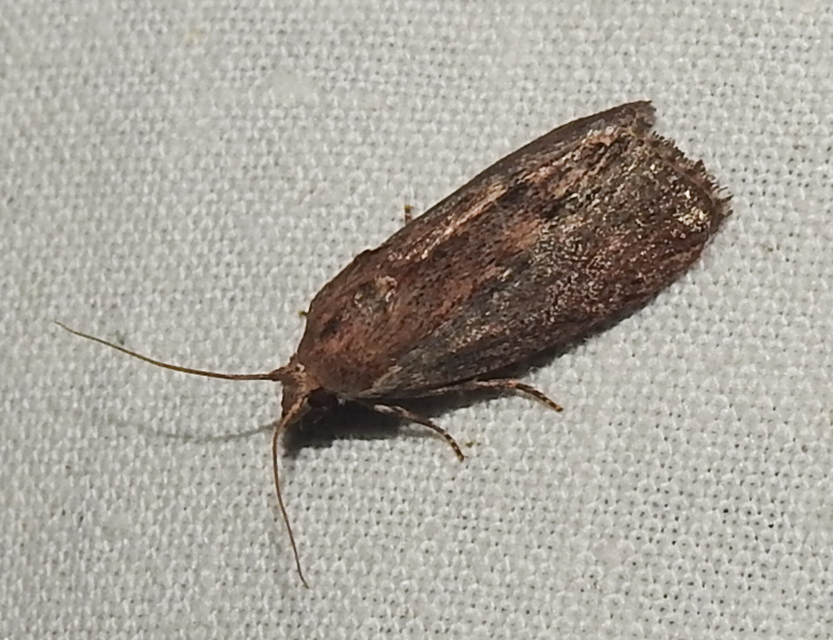 Galleria mellonella - nagy viaszmoly