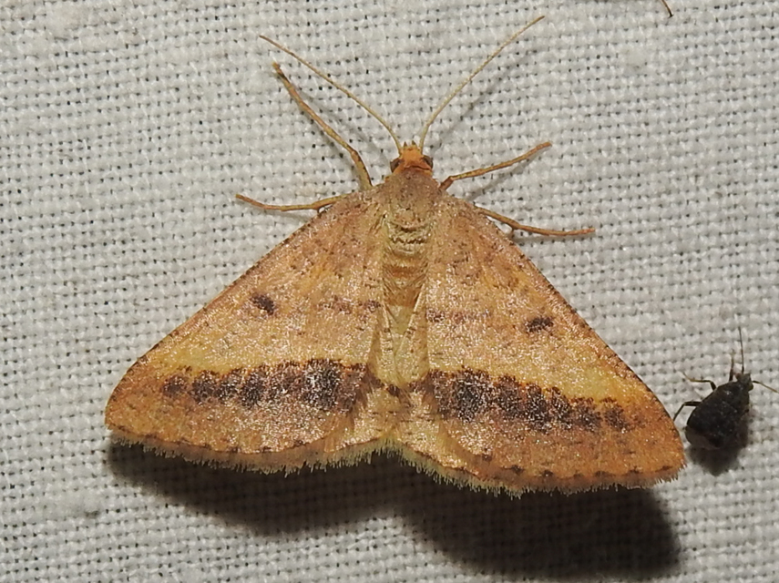 Tephrina arenacearia - lucerna-araszoló