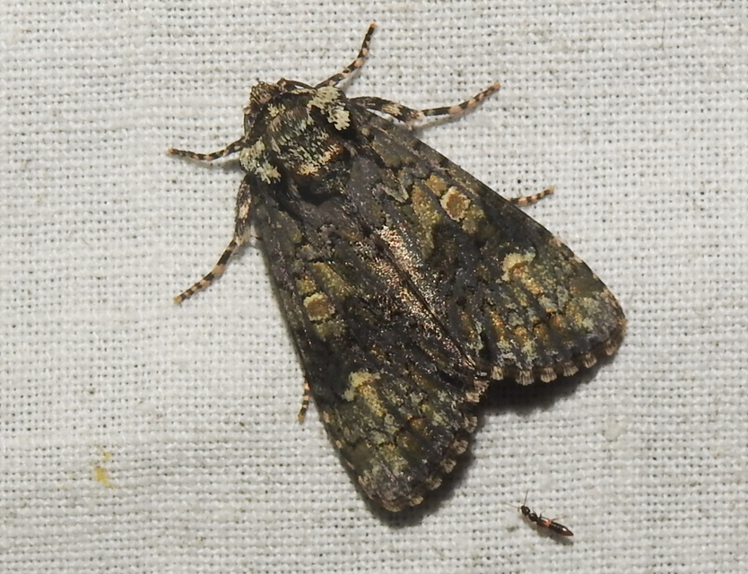 Craniophora ligustri - fagyalbagoly