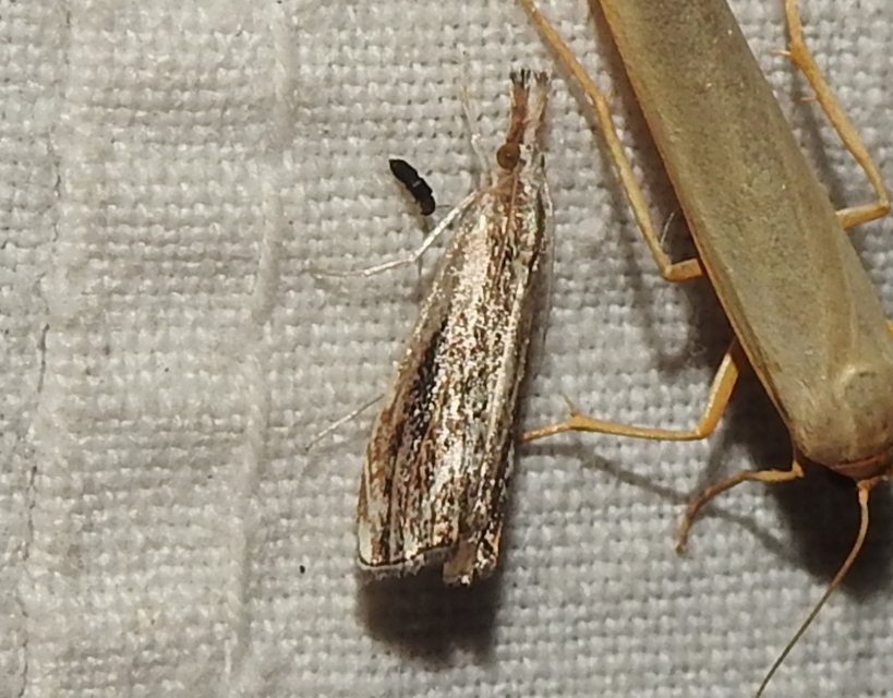 Catoptria verellus - kormos fűgyökérmoly