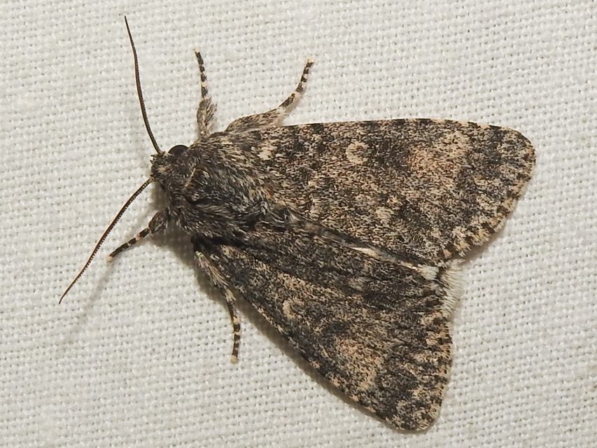 Acronicta megacephala - nagyfejű szigonyosbagoly