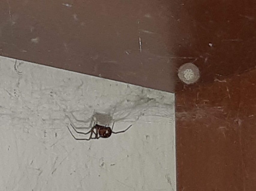 Steatoda triangulosa - háromszöges faggyúpók