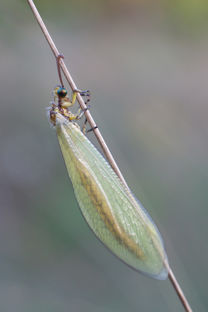 Myrmecaelurus trigrammus - hangyafarkas