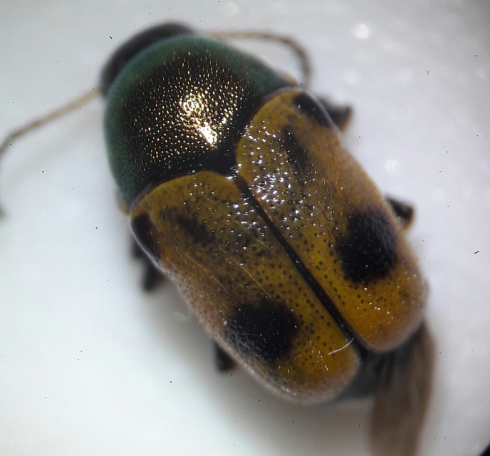 Cryptocephalus laetus - ékes zömökbogár