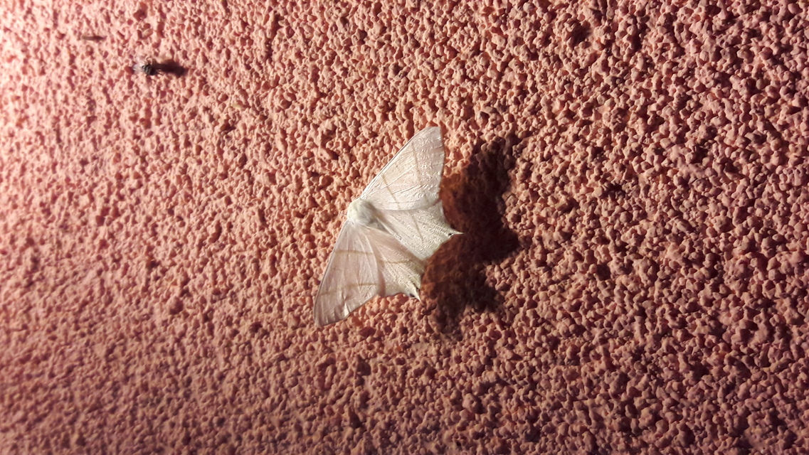 Ourapteryx sambucaria - fecskefarkú araszoló
