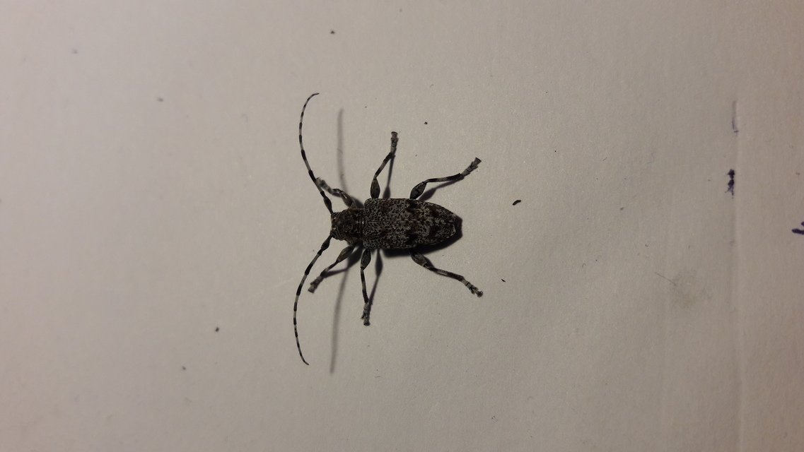 Aegomorphus clavipes - tarka cincér Aegomorphus clavipes - tarka cincér