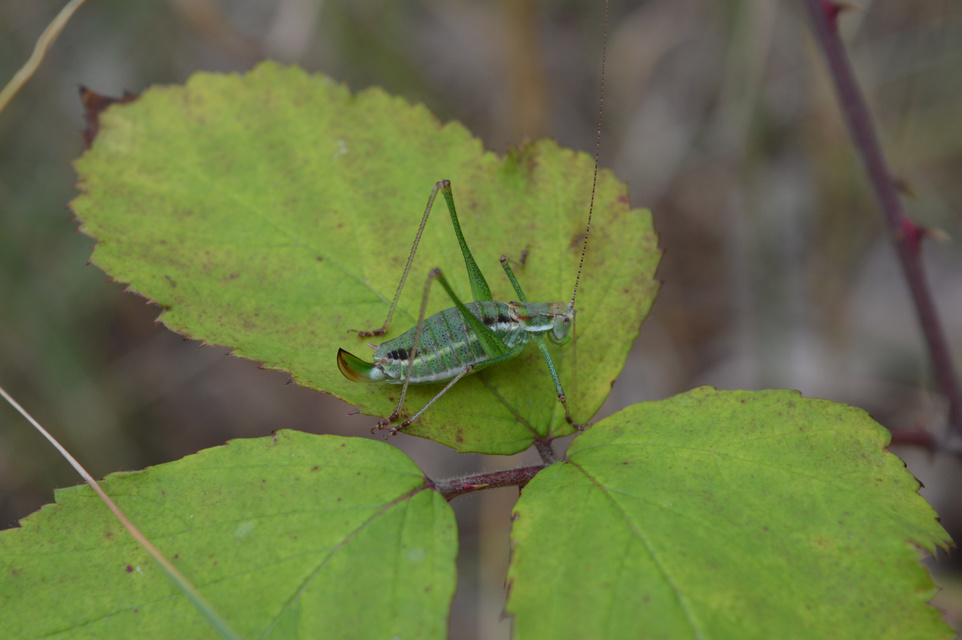 Leptophyes albovittata - közönséges virágszöcske