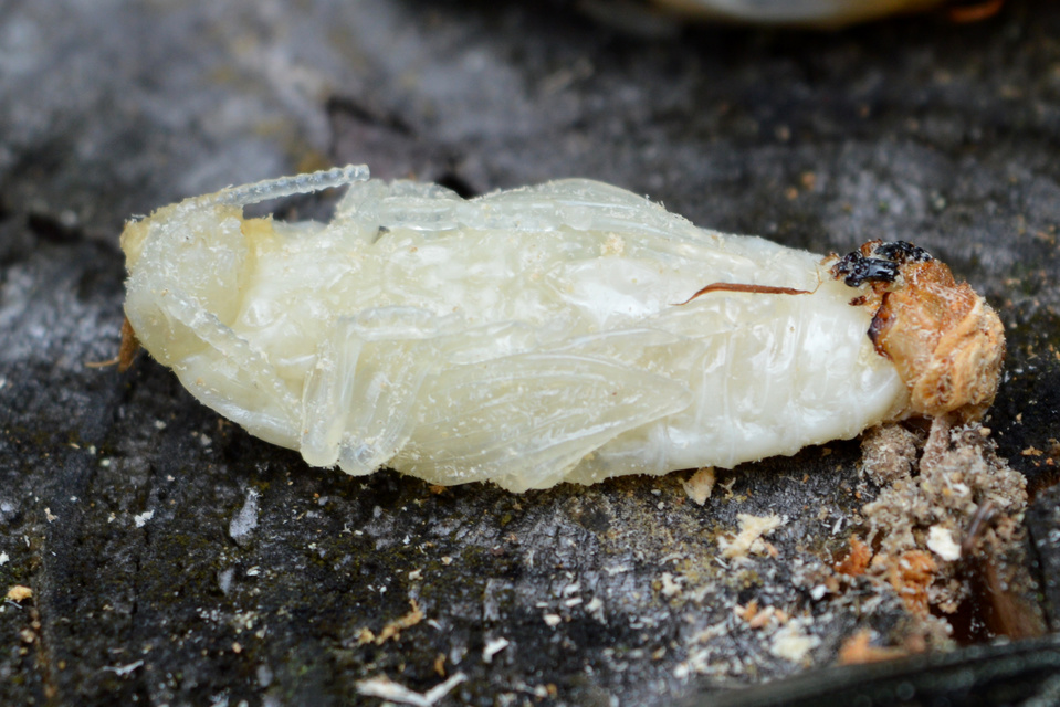 Chalcophora mariana - nagy fenyvesdíszbogár