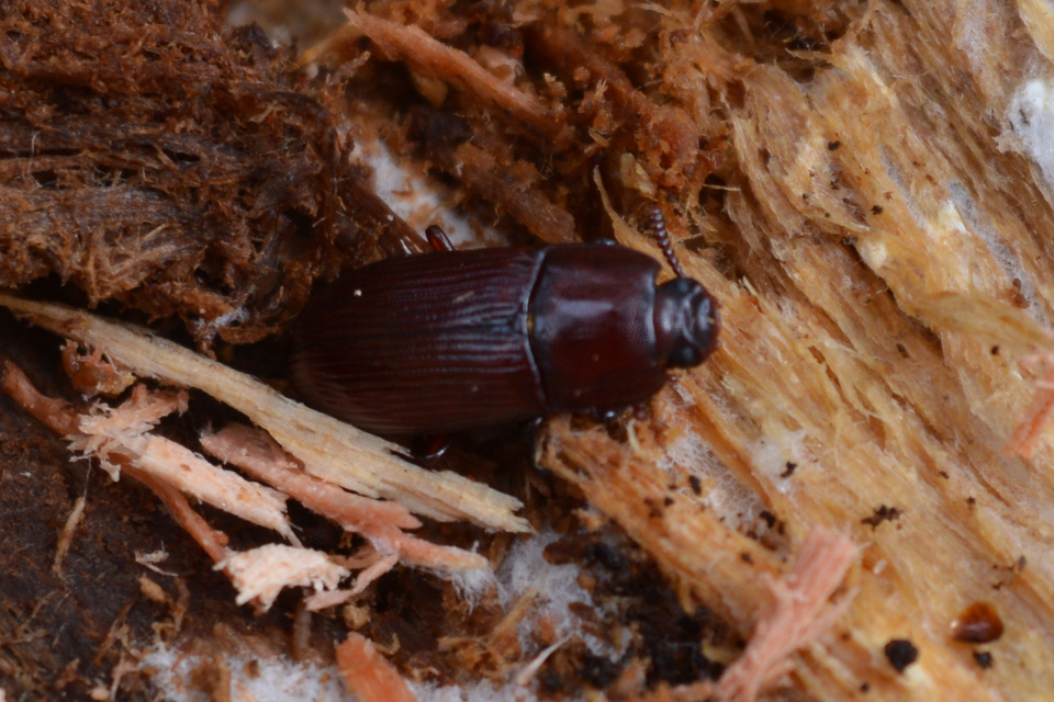 Uloma rufa