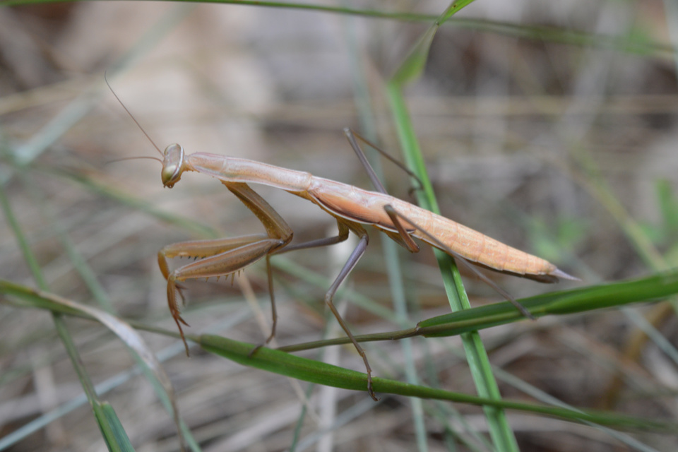 Mantis religiosa - imádkozósáska