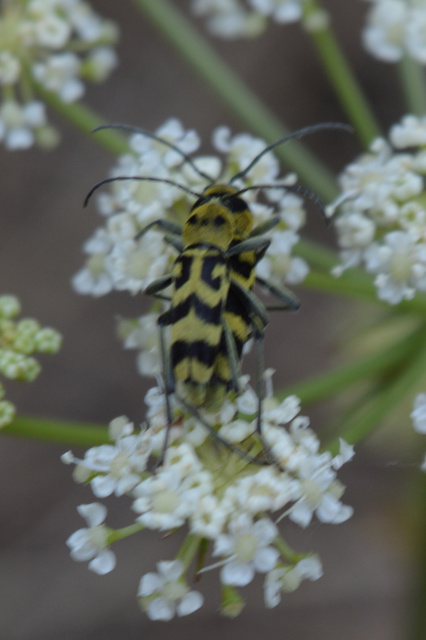 Chlorophorus varius - díszes darázscincér