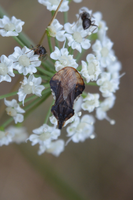 Phymata crassipes - fogólábú poloska