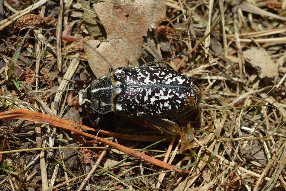 Polyphylla fullo - csapó cserebogár