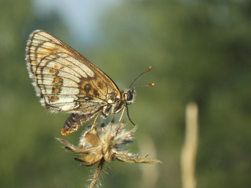Melitaea athalia - közönséges tarkalepke