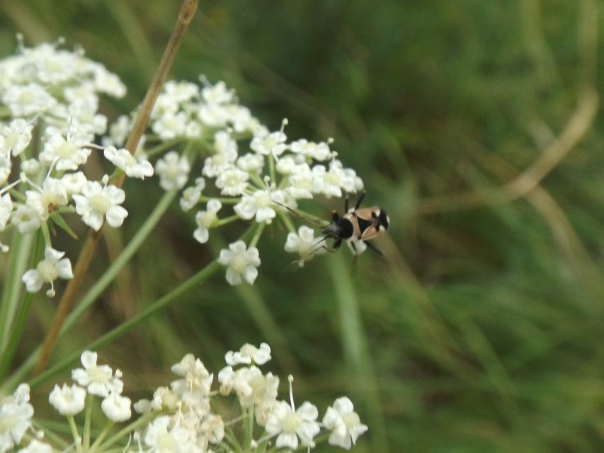 Raglius confusus
