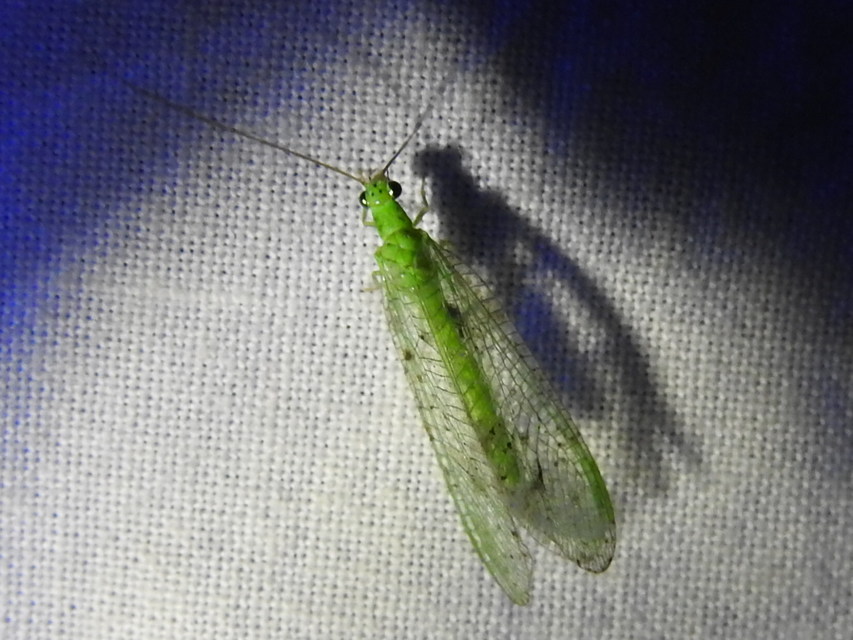Chrysopidae - zöldfátyolkák