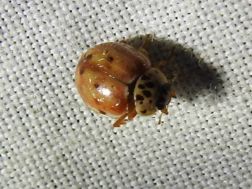 Harmonia quadripunctata - négypettyes katica