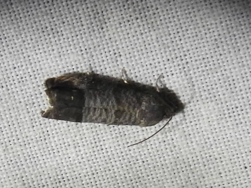Cydia pomonella - almamoly