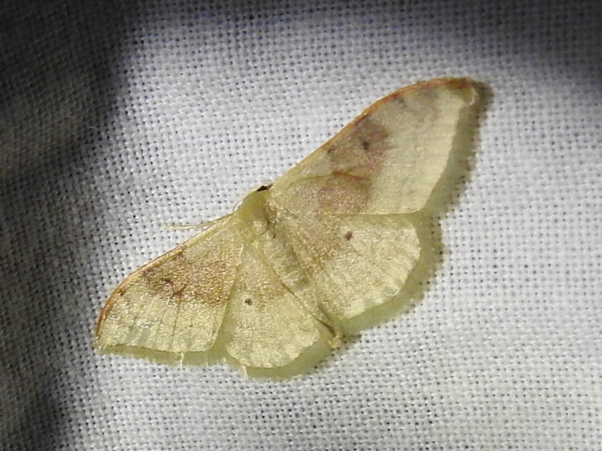 Idaea degeneraria - barnasávos araszoló