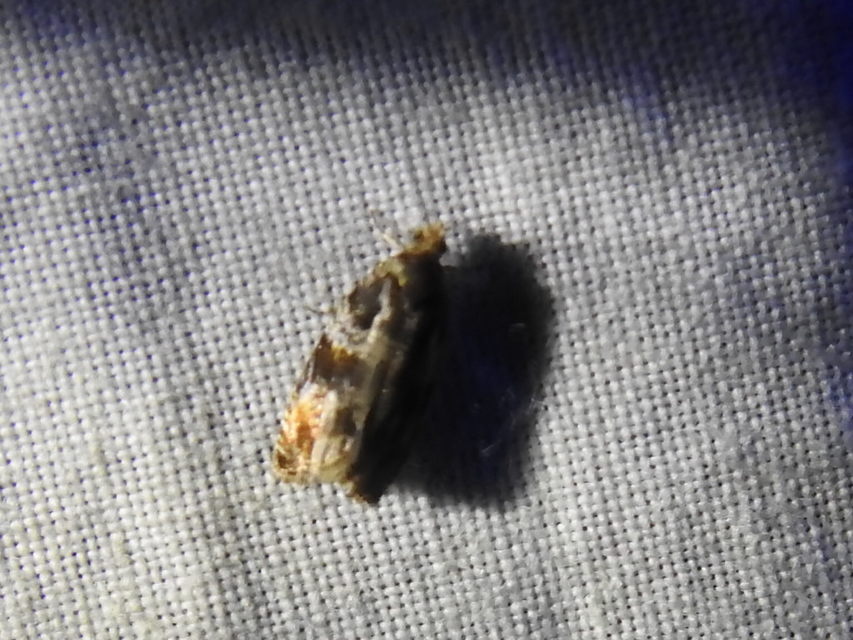Celypha