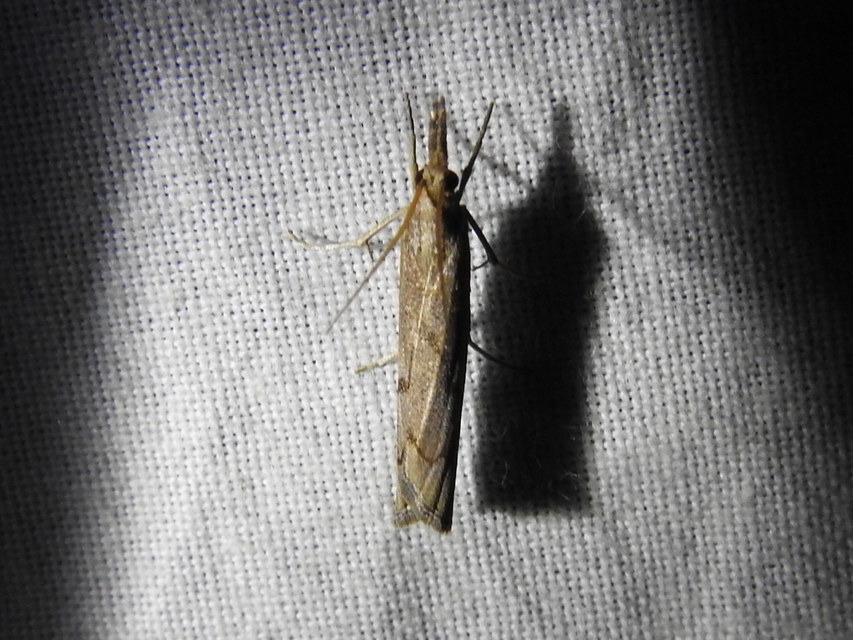 Pediasia contaminella - mocskos fűgyökérmoly