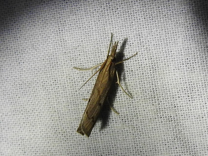 Pediasia contaminella - mocskos fűgyökérmoly