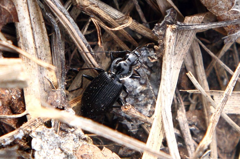 Limodromus krynickii - feketelábú kisfutó