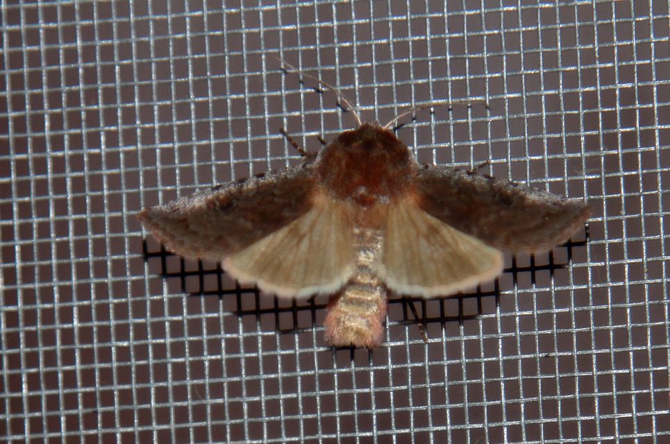 Cerastis rubricosa - vörhenyes tavaszibagoly